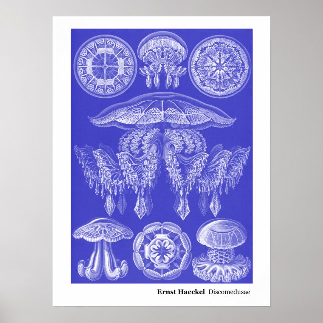 Póster Ernst Haeckel Discomedusae III (Frente)