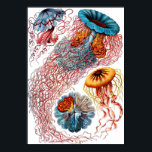 Póster Ernst Haeckel Discomedusae Jellyfish<br><div class="desc">Discomedusae es un grupo taxonómico (subclase de la Scyphozoa) de medusas. Ernst Heinrich Philipp August Haeckel era un biólogo, naturalista, filósofo, médico, profesor, biólogo marino y artista alemán que descubrió, describió y nombró miles de nuevas especies, cartografió un árbol genealógico relativo a todas las formas de vida y acuñó muchos...</div>