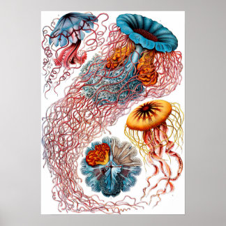 Póster Ernst Haeckel Discomedusae Jellyfish