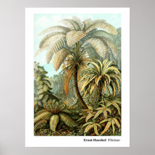 Póster Ernst Haeckel Filicinae