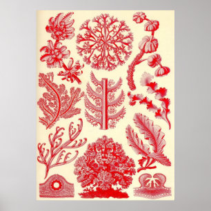 Póster Ernst Haeckel - Florideae