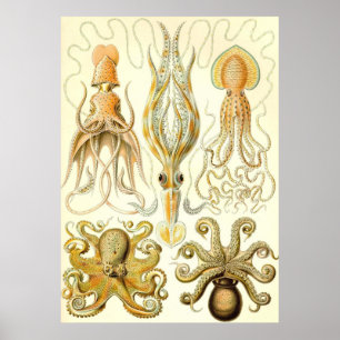 Póster Ernst Haeckel - Gamochonia
