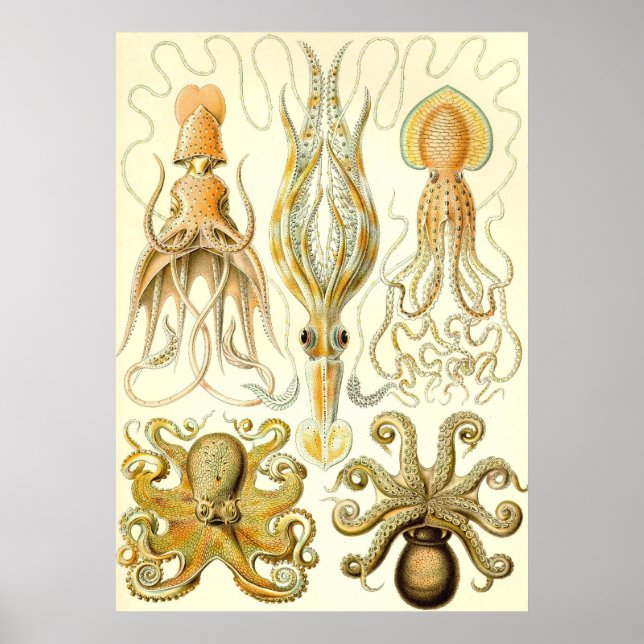 Póster Ernst Haeckel - Gamochonia (Frente)