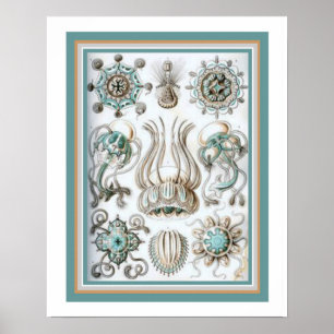 Póster Ernst Haeckel "Geometría sagrada" 16 x 20 Imprimir