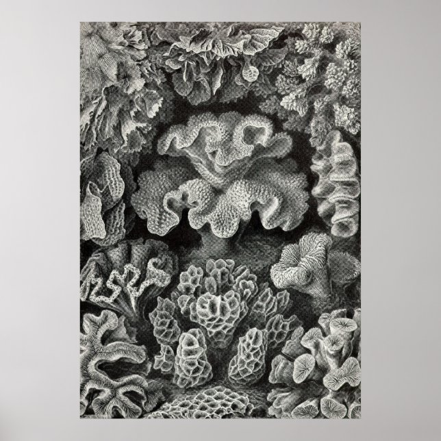Póster Ernst Haeckel - Hexacoralla2 Coral (Frente)
