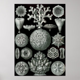 Póster Ernst Haeckel Hexacorallia Coral
