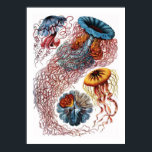 Póster Ernst Haeckel Jellyfish<br><div class="desc">Ernst Haeckel Jellyfish</div>