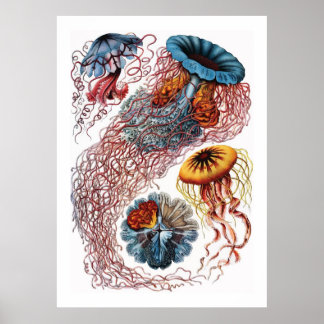 Póster Ernst Haeckel Jellyfish