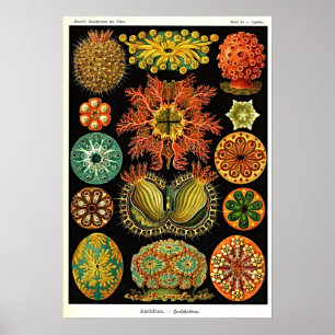 Póster Ernst Haeckel Kunstformen der Natur Ascidian