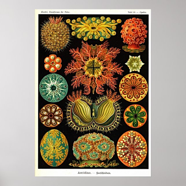 Póster Ernst Haeckel Kunstformen der Natur Ascidian (Frente)