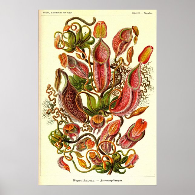 Póster Ernst Haeckel Kunstformen der Natur Nepenthaceae (Frente)