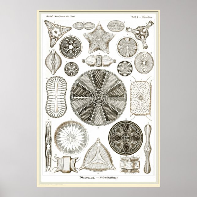 Póster Ernst Haeckel - Kuntsformen der Nature - Tafel 4 (Frente)