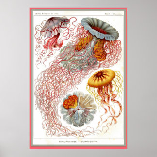 Póster Ernst Haeckel - Kuntsformen der Nature - Tafel 8