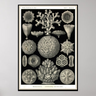 Póster Ernst Haeckel - Kuntsformen der Nature - Tafel 9