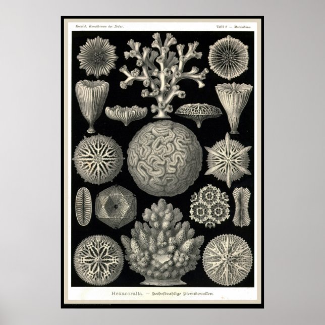 Póster Ernst Haeckel - Kuntsformen der Nature - Tafel 9 (Frente)