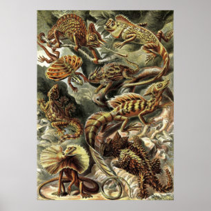 Póster Ernst Haeckel - Lacertilia Lizards