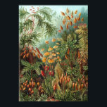 Póster Ernst Haeckel - Muscinae<br><div class="desc">Ernst Haeckel - Muscinae</div>