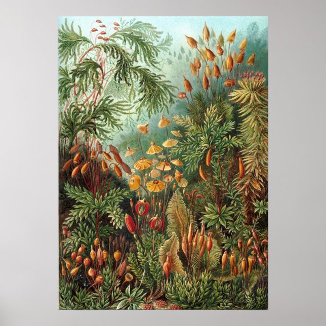 Póster Ernst Haeckel - Muscinae (Frente)