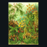 Póster Ernst Haeckel - Muscinae<br><div class="desc">Ernst Haeckel - Muscinae</div>