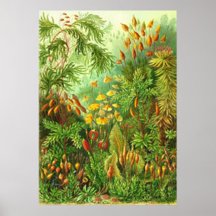 Póster Ernst Haeckel - Muscinae