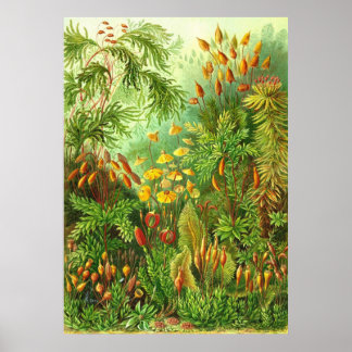 Póster Ernst Haeckel - Muscinae