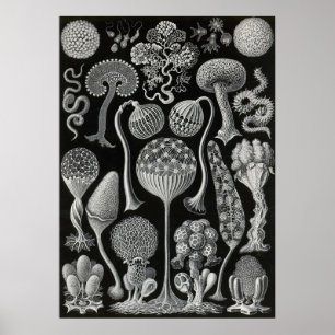 Póster Ernst Haeckel - Mycetozoa