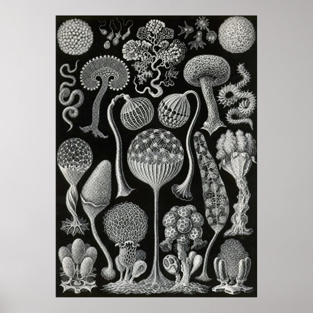 Póster Ernst Haeckel - Mycetozoa (Frente)