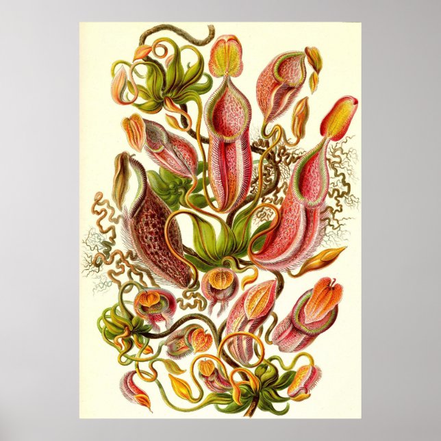 Póster Ernst Haeckel - Nepenthaceae (Frente)