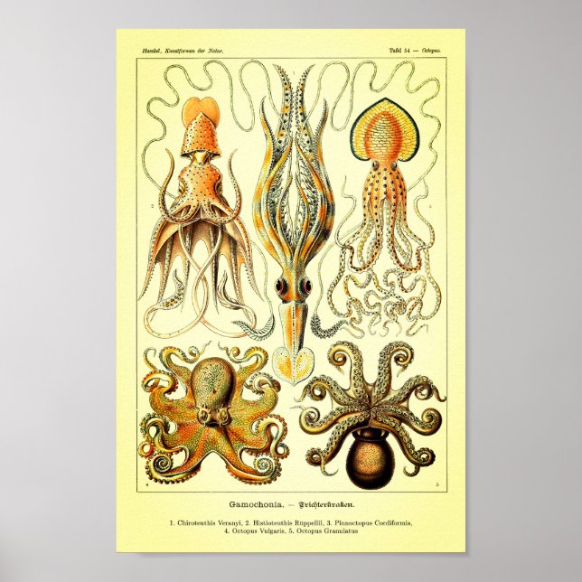 Póster Ernst Haeckel Octopus (Frente)