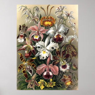 Póster Ernst Haeckel - Orchideae