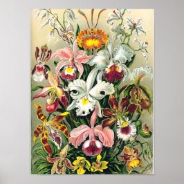 Póster Ernst Haeckel - Orchids