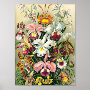 Póster Ernst Haeckel - Orchids