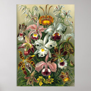 Póster Ernst Haeckel - Orquídea