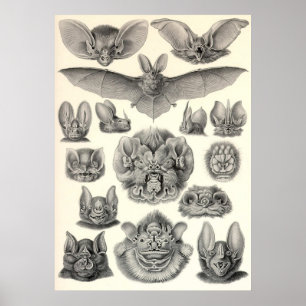 Póster Ernst Haeckel - palos del Chiroptera