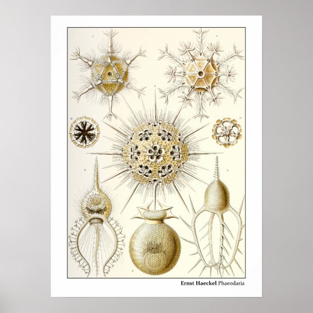 Póster Ernst Haeckel Phaeodaria (Frente)