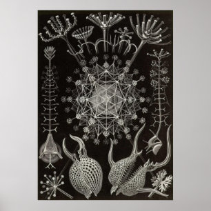 Póster Ernst Haeckel - Phaeodaria2