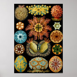 Póster Ernst Haeckel Poster ~ Actiniae