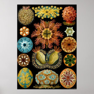 Póster Ernst Haeckel Poster ~ Actiniae
