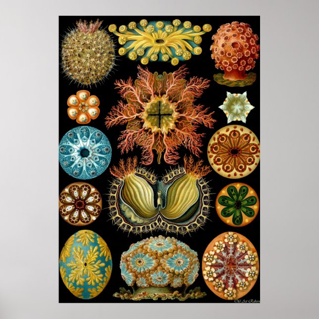 Póster Ernst Haeckel Poster ~ Actiniae (Frente)