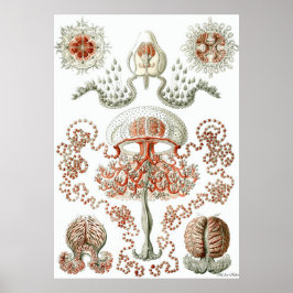 Póster Ernst Haeckel Poster ~ Anthomedusae