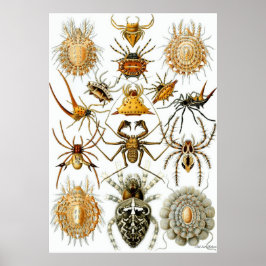 Póster Ernst Haeckel Poster ~ Arachnida