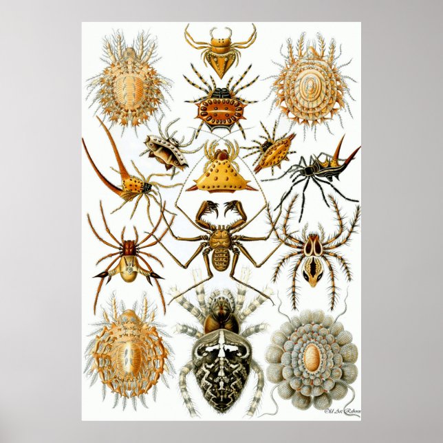Póster Ernst Haeckel Poster ~ Arachnida (Frente)