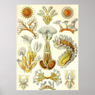 Póster Ernst Haeckel - Poster de Bryozoa
