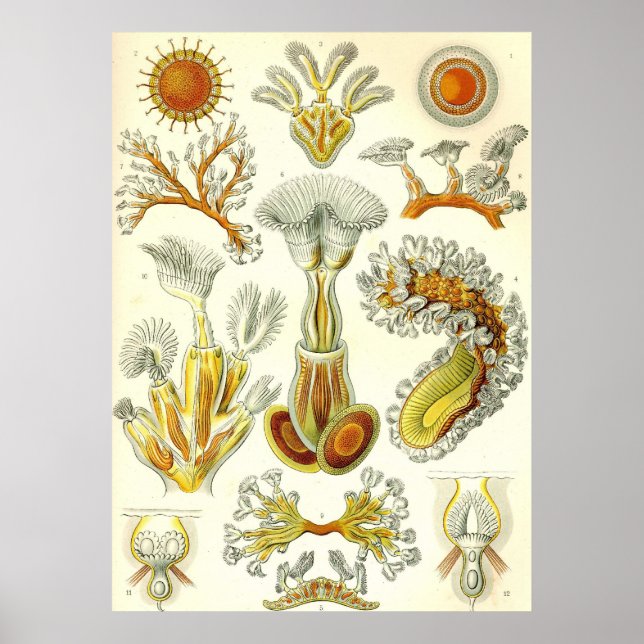 Póster Ernst Haeckel - Poster de Bryozoa (Frente)