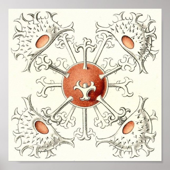 Póster Ernst Haeckel - Poster de cartera de detalles de D (Frente)