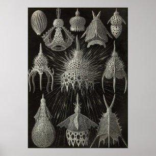 Póster Ernst Haeckel - poster de Cyrtoidea