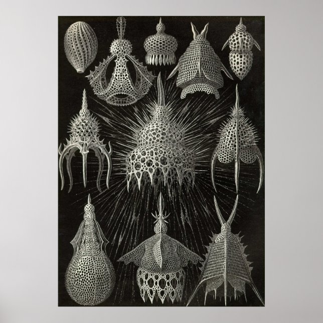 Póster Ernst Haeckel - Poster de Cyrtoidea (Frente)