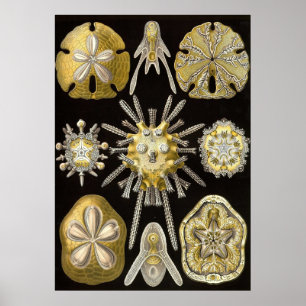 Póster Ernst Haeckel - Poster de Echinidea