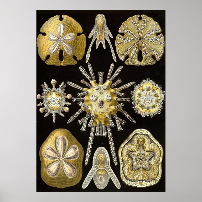 Póster Ernst Haeckel - Poster de Echinidea (Frente)