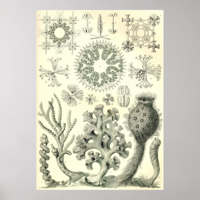 Póster Ernst Haeckel - Poster de Hexactinellae (Frente)